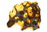 Polished Imilac Pallasite Meteorite ( g) Slice #334650-1